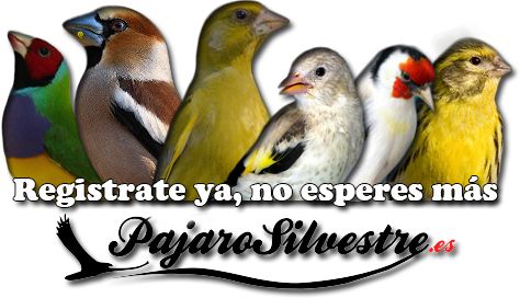 Pajaro Silvestre